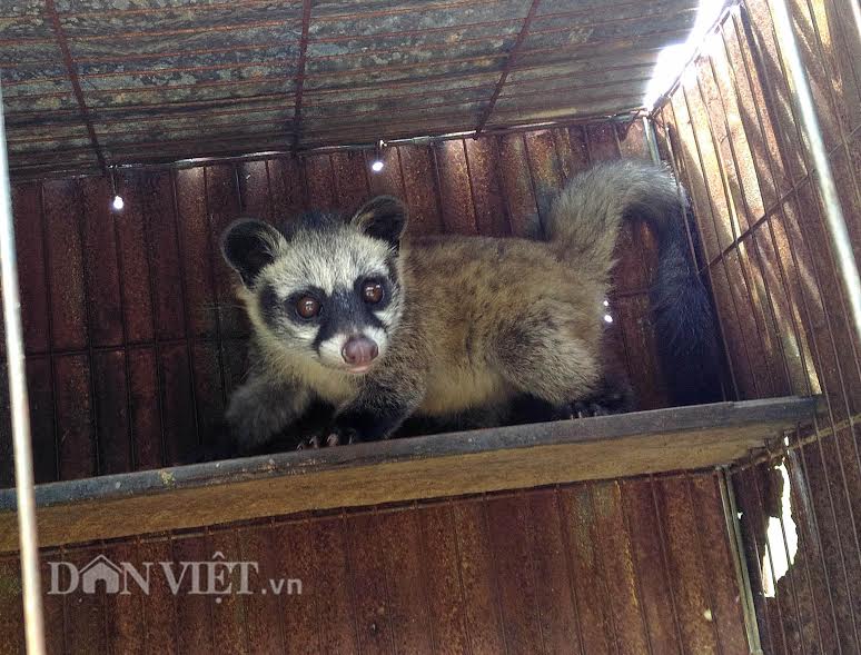 “Bậc thầy” xứ Đất Mũi giúp chồn sinh sản sòn sòn, một năm 3 lần - 3