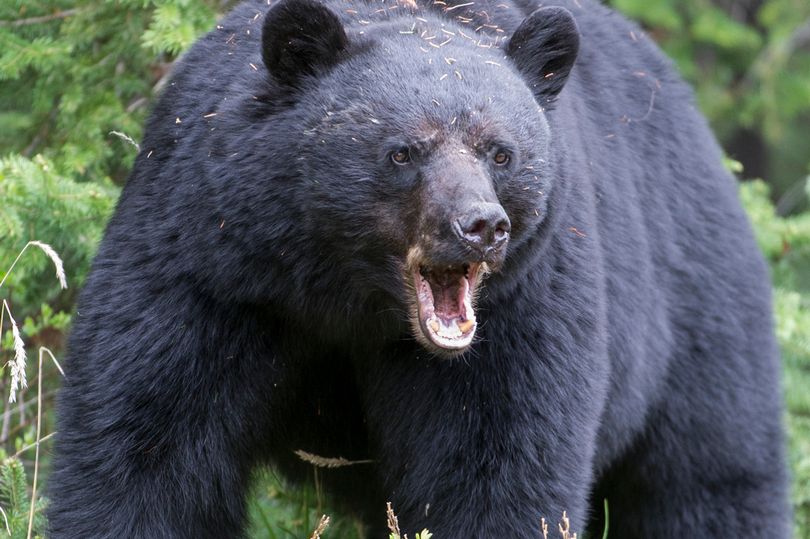 Gấu đen hơn 1 tạ truy đuổi và giết người chạy bộ ở Mỹ - 1