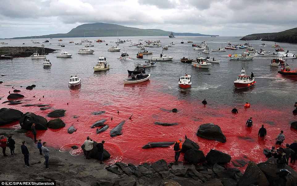 Biển đỏ rực máu ngày thảm sát cá voi ở Đan Mạch - 1