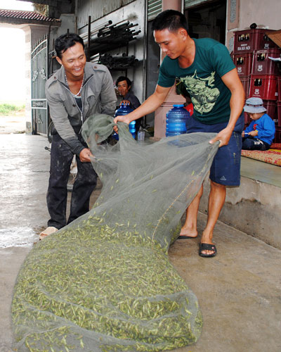 Kiếm hàng chục triệu dễ như chơi mỗi tháng chỉ nhờ đi vợt châu chấu về bán - 2