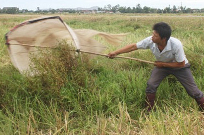 Kiếm hàng chục triệu dễ như chơi mỗi tháng chỉ nhờ đi vợt châu chấu về bán - 3