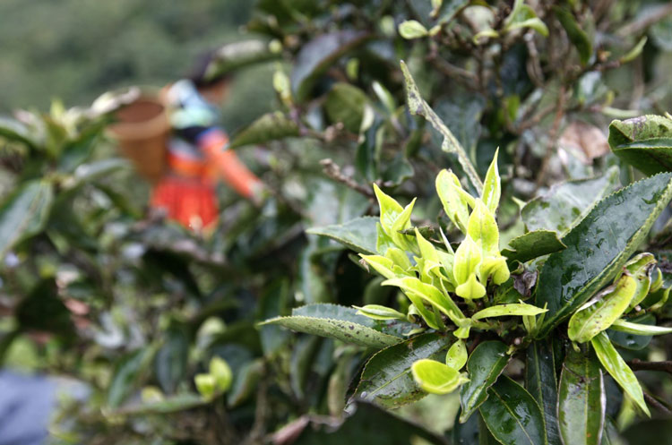 Dùng tay trần để sao, chè Tà Xùa tiền triệu mỗi kg vẫn đắt khách - 2