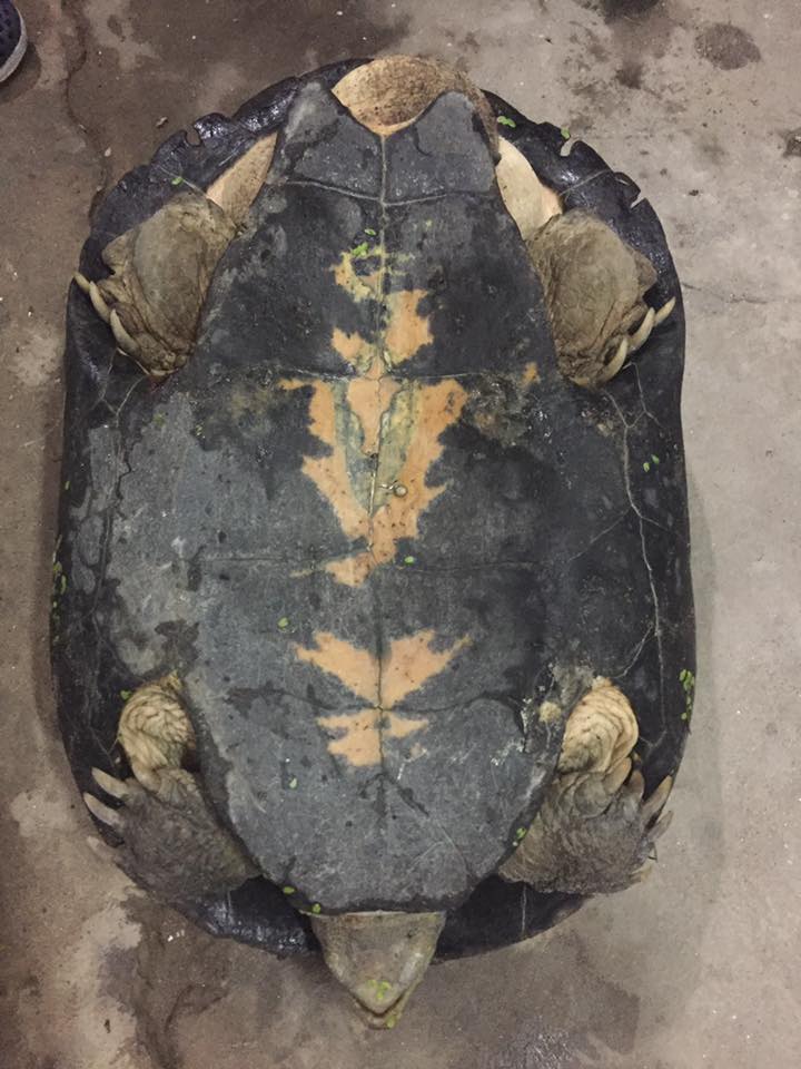 Hà Nội: Rùa lạ bò lên bờ “gõ cửa” nhà dân lúc nửa đêm - 3