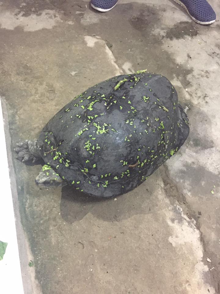 Hà Nội: Rùa lạ bò lên bờ “gõ cửa” nhà dân lúc nửa đêm - 2