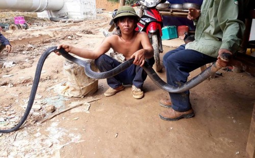 Nghệ An: Người dân bắt được rắn hổ mang chúa dài hơn 3m - 1