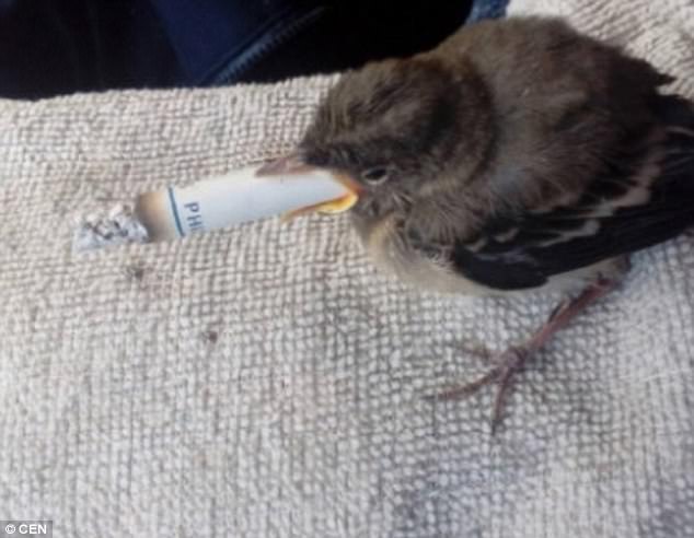 Phẫn nộ thiếu niên Nga bắt chim sẻ non hút thuốc - 1
