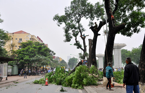 Những tuyến đường HN bị chặt cây xanh: Ngày ấy - Bây giờ - 14