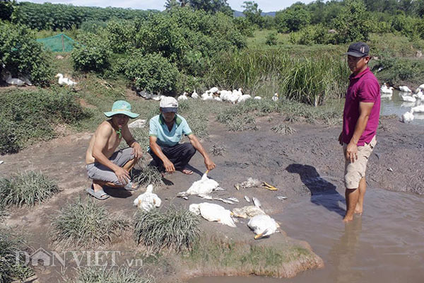 Quảng Nam: Rụng rời chân tay vì cá, vịt bất ngờ lăn ra chết - 2