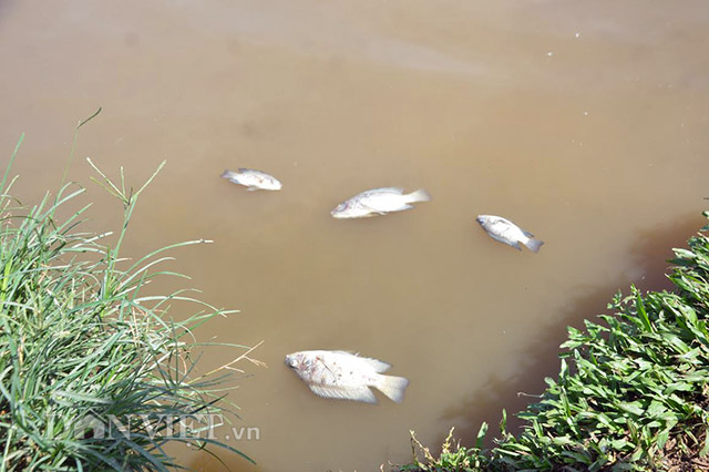 Quảng Nam: Rụng rời chân tay vì cá, vịt bất ngờ lăn ra chết - 3