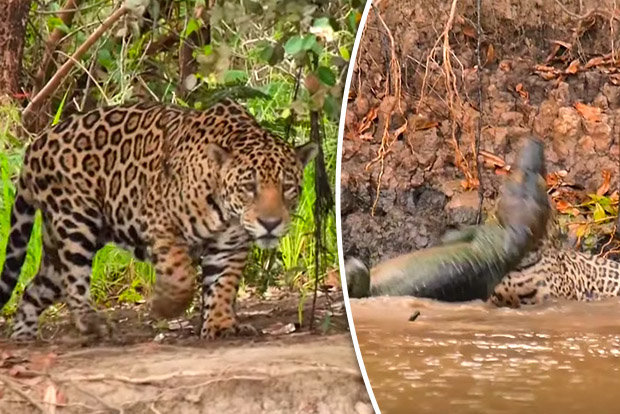 Video: Báo đốm phi thân xuống sông cắn đứt cổ cá sấu - 1
