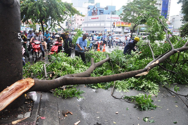 Ông Tây lao xuống đường chặt nhánh cây, giải phóng kẹt xe - 7