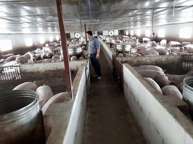 Sau 2 tháng giải cứu, người nuôi lợn vẫn “thở ôxy” - 2