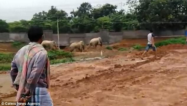 3 voi hợp sức đập nát tường bỏ trốn khi bị truy đuổi - 1