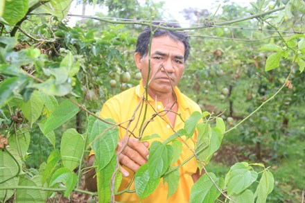 Vỡ mộng làm giàu từ cây “tin đồn” - 2
