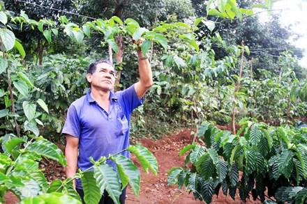 Vỡ mộng làm giàu từ cây “tin đồn” - 3