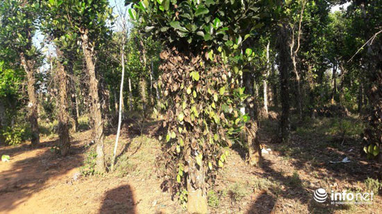 Quảng Bình: Khốn khổ vì hàng chục ha tiêu chết không rõ nguyên nhân - 1