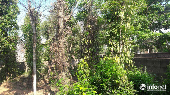 Quảng Bình: Khốn khổ vì hàng chục ha tiêu chết không rõ nguyên nhân - 2