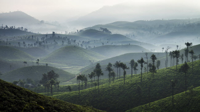 Cảnh vật tại vùng Tamil Nadu ở Ấn Độ thường được bao phủ một lớp sương vào lúc sáng sớm.