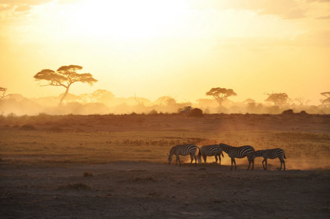 Sương sớm hòa quyện với ánh nắng ban mai trên thảo nguyên rộng lớn trong vườn quốc gia Amboseli, Kenya.