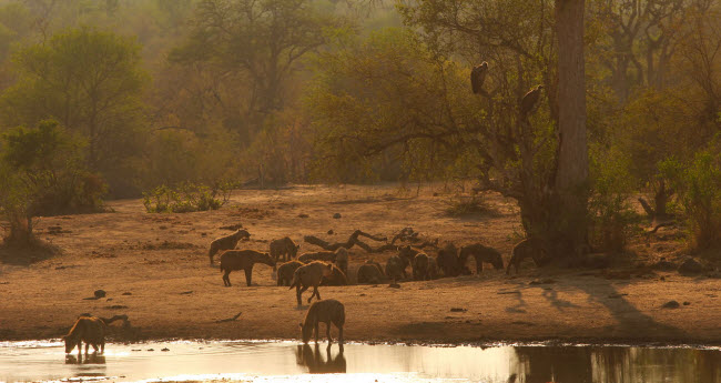 Đàn linh cẩu khởi đầu cho một ngày mới trong vườn quốc gia Kruger, Nam Phi.