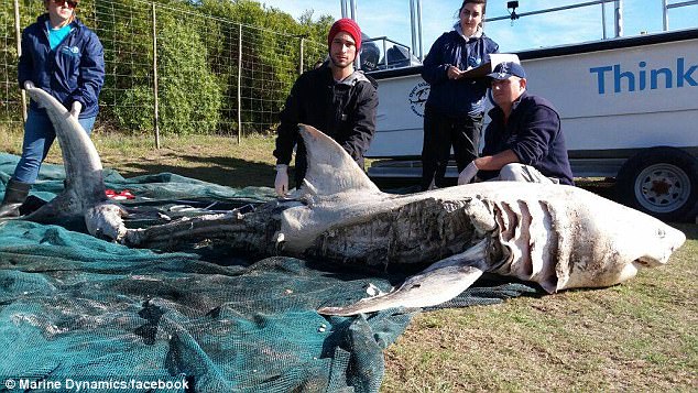 Thêm nạn nhân bị đàn cá voi sát thủ moi gan ở Nam Phi - 1