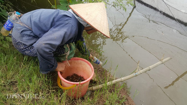 Dùng chai nhựa thải bẫy cáy, nông dân Cố đô kiếm 1 triệu đồng/ngày - 1