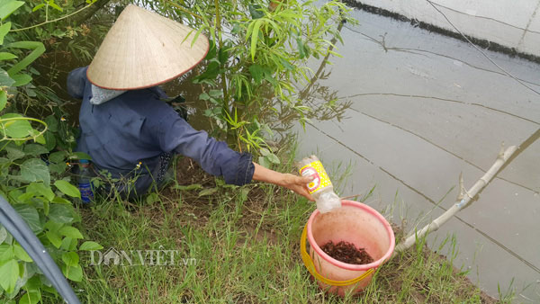 Dùng chai nhựa thải bẫy cáy, nông dân Cố đô kiếm 1 triệu đồng/ngày - 3