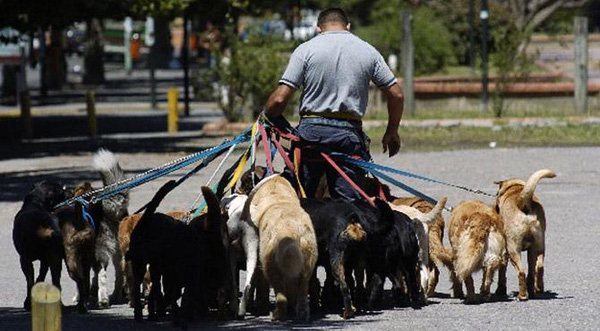 Bỏ túi hàng trăm USD nhờ... dắt chó đi dạo - 2