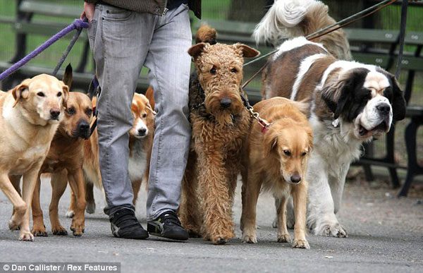 Bỏ túi hàng trăm USD nhờ... dắt chó đi dạo - 3