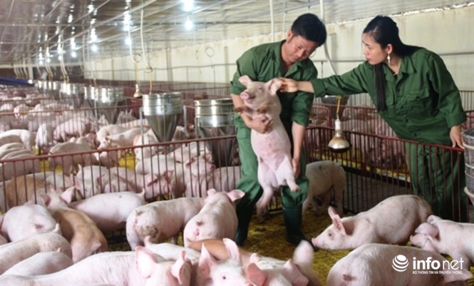 Tiêu thụ hơn 2,2 triệu tấn lợn hơi, đến lượt người nuôi gia cầm than lỗ - 1