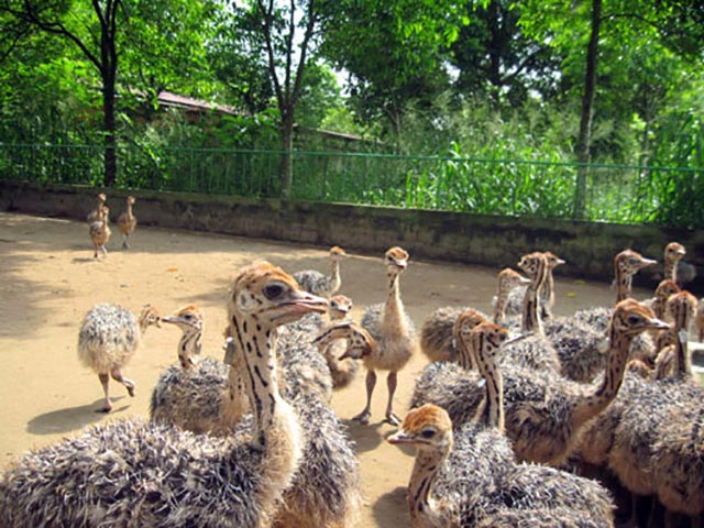 Những "cô nàng" chân dài mang doanh thu 2 tỷ đồng/lứa cho ông chủ - 1