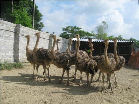 Những "cô nàng" chân dài mang doanh thu 2 tỷ đồng/lứa cho ông chủ - 3