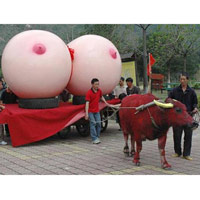 Tiểu phẩm hài - Cái cô nàng bộ ngực đồ sộ ấy