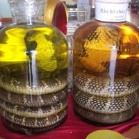 Tin tức trong ngày - Cự phú và ký ức đêm săn rắn hổ chúa