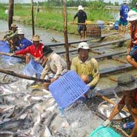 Thị trường - Tiêu dùng - Lại chuyện giá sàn cá tra