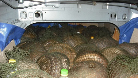 Bỏ bạc triệu “xơi” đặc sản tê tê... dỏm - 1