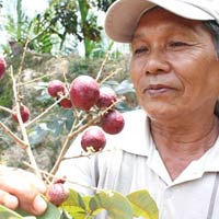 Thị trường - Tiêu dùng - Nhãn tím: Trái "lạ" thu lời cao