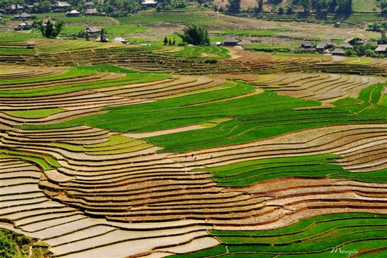 Mù Cang Chải đẹp ngỡ ngàng mùa nước đổ - 3