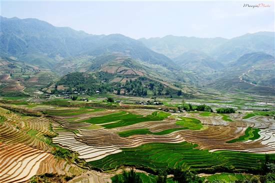 Mù Cang Chải đẹp ngỡ ngàng mùa nước đổ - 4