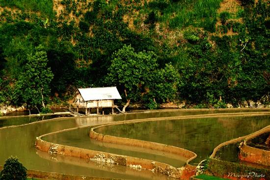 Mù Cang Chải đẹp ngỡ ngàng mùa nước đổ - 10