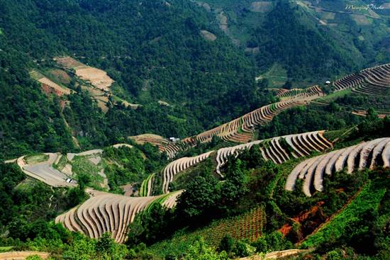 Mù Cang Chải đẹp ngỡ ngàng mùa nước đổ - 11