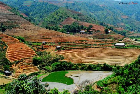 Mù Cang Chải đẹp ngỡ ngàng mùa nước đổ - 12