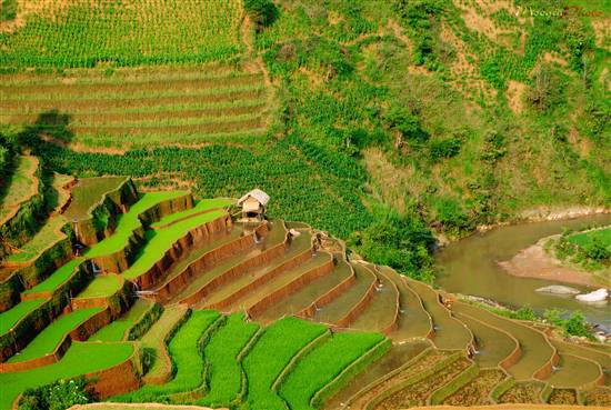 Mù Cang Chải đẹp ngỡ ngàng mùa nước đổ - 14