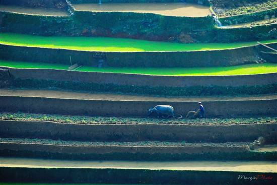 Mù Cang Chải đẹp ngỡ ngàng mùa nước đổ - 8