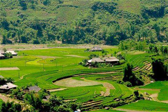 Mù Cang Chải đẹp ngỡ ngàng mùa nước đổ - 15