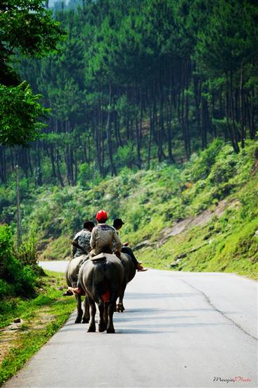 Mù Cang Chải đẹp ngỡ ngàng mùa nước đổ - 22