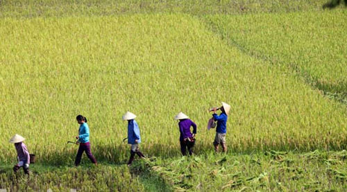 Bản nghèo sau "cơn bão trắng” - 8