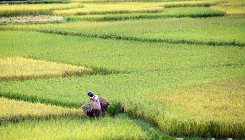 Bản nghèo sau "cơn bão trắng” - 4