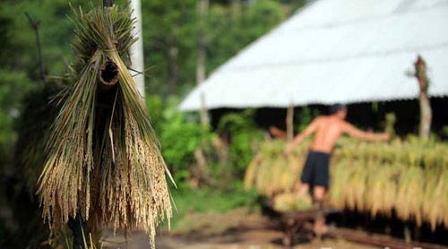 Bản nghèo sau "cơn bão trắng” - 5