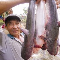 Thị trường - Tiêu dùng - Người nuôi "chết" bên ao đầy cá